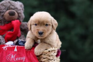 Image of Urwin, a Golden Retriever puppy