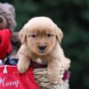 Image of Urwin, a Golden Retriever puppy