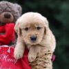 Image of Utah, a Golden Retriever puppy