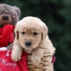 Image of Utah, a Golden Retriever puppy