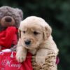 Image of Utah, a Golden Retriever puppy