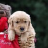 Image of Utah, a Golden Retriever puppy