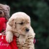 Image of Utah, a Golden Retriever puppy