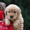 Image of Utah, a Golden Retriever puppy