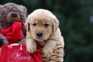 Image of Utah, a Golden Retriever puppy