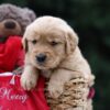 Image of Utah, a Golden Retriever puppy