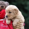 Image of Utah, a Golden Retriever puppy