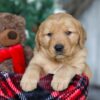 Image of Vixen, a Golden Retriever puppy