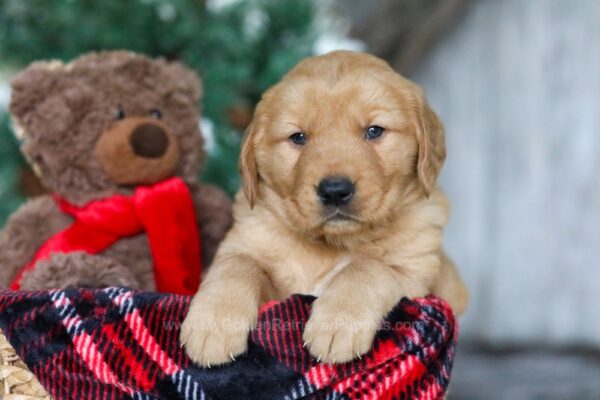 Image of Vixen, a Golden Retriever puppy