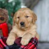 Image of Vixen, a Golden Retriever puppy