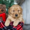 Image of Vixen, a Golden Retriever puppy