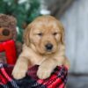 Image of Vixen, a Golden Retriever puppy