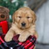 Image of Vixen, a Golden Retriever puppy