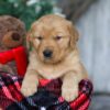 Image of Vixen, a Golden Retriever puppy