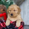 Image of Vixen, a Golden Retriever puppy