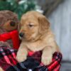 Image of Vixen, a Golden Retriever puppy