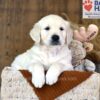 Image of Waffles, a Golden Retriever puppy