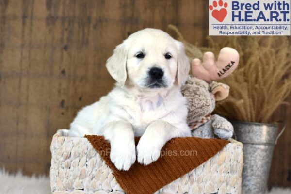 Image of Waffles, a Golden Retriever puppy