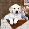 Image of Waffles, a Golden Retriever puppy