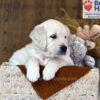 Image of Waffles, a Golden Retriever puppy