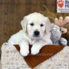 Image of Waffles, a Golden Retriever puppy