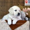 Image of Waffles, a Golden Retriever puppy