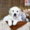 Image of Waffles, a Golden Retriever puppy