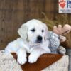 Image of Waffles, a Golden Retriever puppy