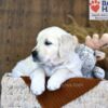 Image of Waffles, a Golden Retriever puppy