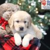 Image of Wanda, a Golden Retriever puppy