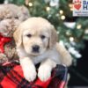 Image of Wanda, a Golden Retriever puppy