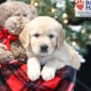 Image of Wanda, a Golden Retriever puppy