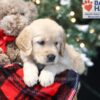 Image of Wanda, a Golden Retriever puppy