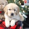 Image of Wanda, a Golden Retriever puppy