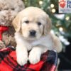 Image of Wanda, a Golden Retriever puppy