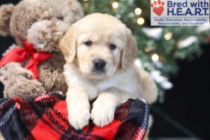 Image of Wanda, a Golden Retriever puppy