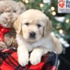 Image of Wanda, a Golden Retriever puppy