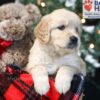 Image of Wayne, a Golden Retriever puppy