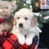 Image of Wayne, a Golden Retriever puppy