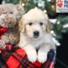 Image of Wayne, a Golden Retriever puppy