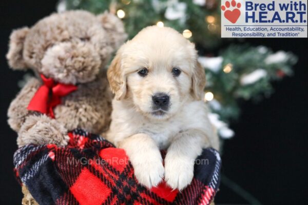 Image of Wayne, a Golden Retriever puppy