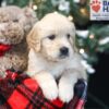 Image of Wayne, a Golden Retriever puppy