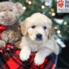 Image of Wayne, a Golden Retriever puppy