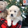 Image of Wayne, a Golden Retriever puppy