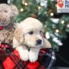 Image of Wayne, a Golden Retriever puppy