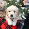 Image of Wayne, a Golden Retriever puppy