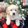 Image of Wayne, a Golden Retriever puppy