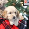 Image of Willow, a Golden Retriever puppy