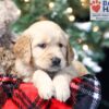 Image of Willow, a Golden Retriever puppy