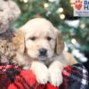 Image of Willow, a Golden Retriever puppy